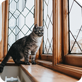 Cat on windowsill