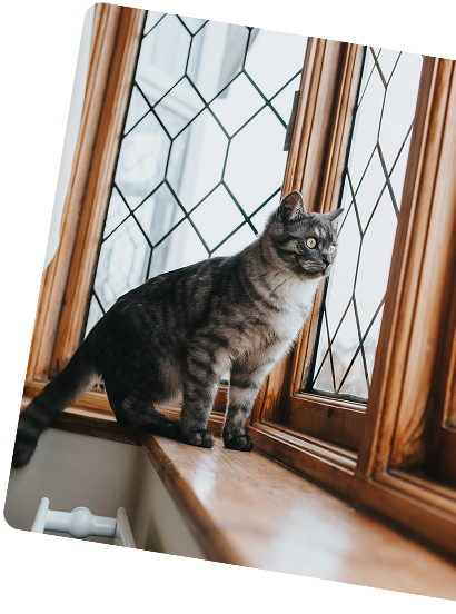 Cat on windowsill